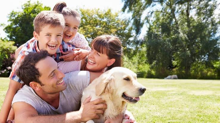 Rob's Dog Training